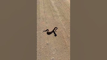 Thumbnail of Rattlesnake Making Bad Decisions