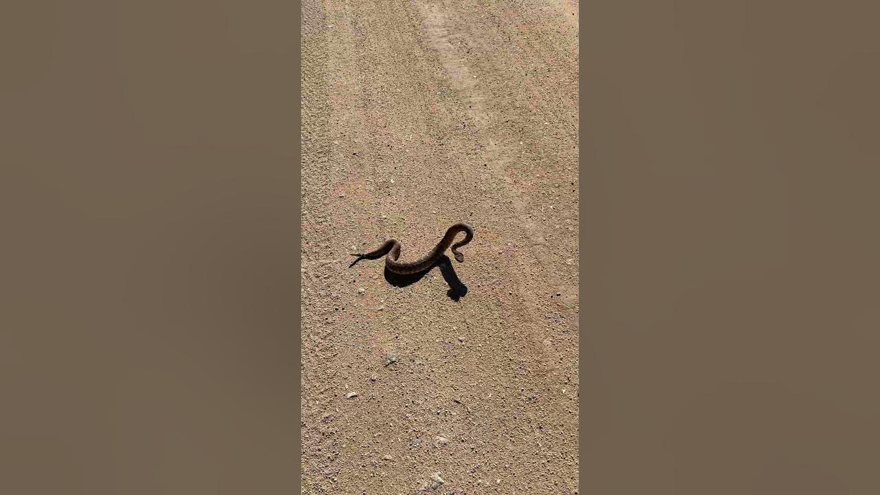 Rattlesnake Making Bad Decisions