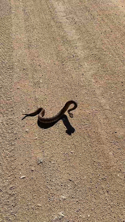 Rattlesnake Making Bad Decisions