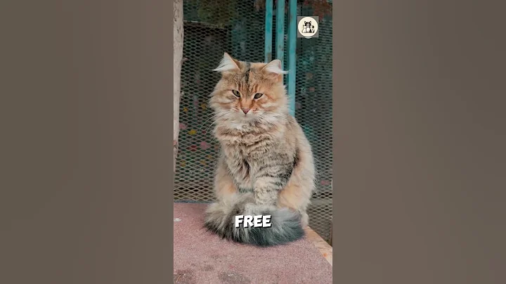 Watch the video about Is Your CAT SPOILED? 5 Hilarious Signs Your Cat Is Living Like Royalty 👑🐾