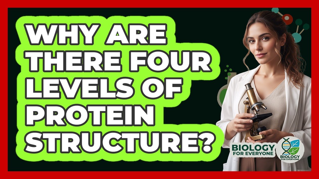 Why Are There Four Levels Of Protein Structure? - Biology For Everyone