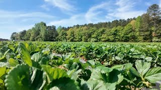 Virginia issues drought warning as Farmers feel impact on crops