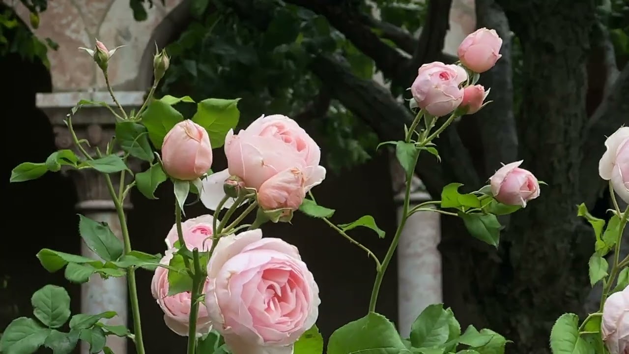 the garden - two (2) hours of relaxing & ambient music for meditation, deep focus,  concentration