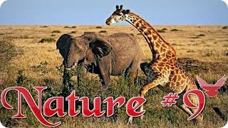 Nature #9 Дикая природа Животные Природа Красивое видео Animal videos Nature #9 Дикая природа Животные Природа Красивое видео Animal videos