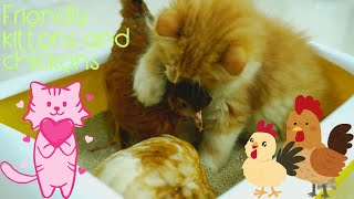 Pumpkins and chickens are very good friends❤