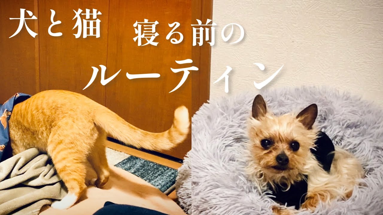 犬と猫のルーティン 見守り 犬の大あくびを見て眠くなる猫 犬と猫vlog481 Youtube