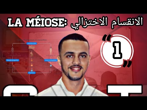 الانقسام الاختزالي 1 :  1 la méiose