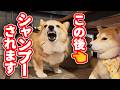 【コギケツ】爆吠えコーギーを洗う【ボニュレぇ】