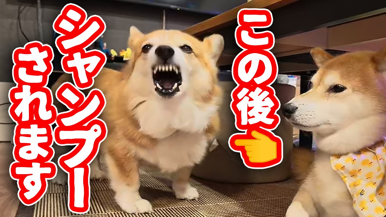 【コギケツ】爆吠えコーギーを洗う【ボニュレぇ】