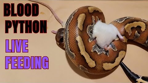 Rat fights back. Blood python live feeding
