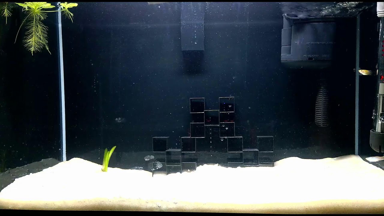 3d Printed Decor!  Aquarium. Peaceful. Screensaver. New Setup