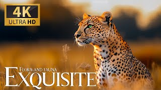 Exquisite Flora and Fauna 4K 🌿 Spectacular Quest in the Wild World with Gentle Piano Harmonies 🎵