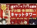 楽天ランキング1位！のビッグ版【 #キャットタワー 】今年もモフーサンタ