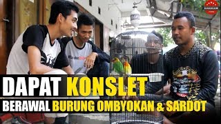 Tips Lovebird Konslet : DAPAT KONSLET Berawal BURUNG Ombyokan & Sardot