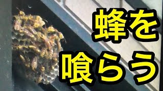 巨大蜂の巣落として蜂を食う！！蜂の子は貴重なタンパク源！！