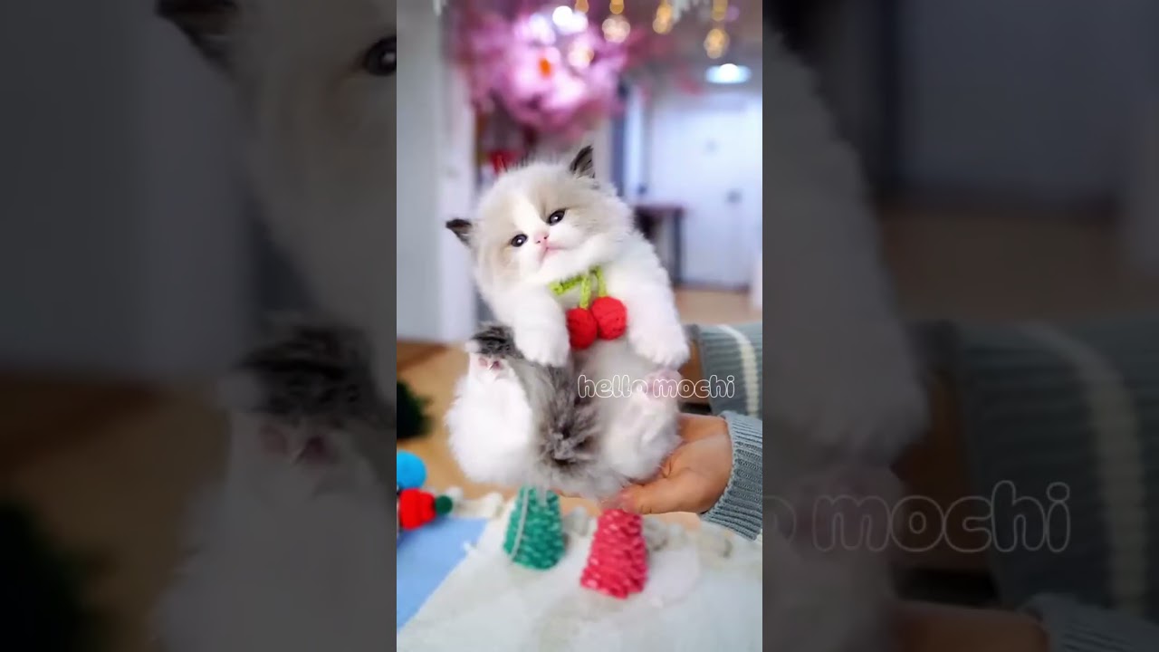 Cutest Cat & Kitten Ever! Adorable Fluff, Sweet Smiles & Joy to Brighten Your Day