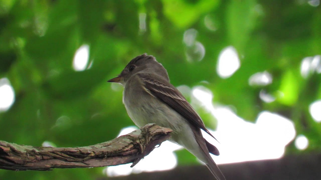 Mystery Bird in the Pecan Tree YouTube