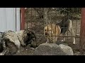 Кавказская овчарка реакция на агрессивных собак