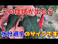 【ミニトマト】プランターでおいしく育てるために、絶対にやってはいけないこと 【家庭菜園】
