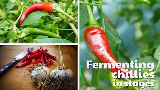 Frozen Fermentation: Fermenting Chilli Peppers in Stages