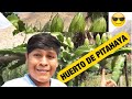 Huerto de PITAHAYAS, Maracuya, Papayas, Higos y mucho más | Silver rio Perú 😁👍🏻