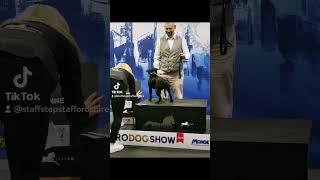 Europian Winner 2024. Donna Staffstep Cl Winner 1 Place, Cac