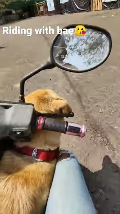 Riding to work with bae 😘 | cute dog video | funny dog | dogs of youtube
