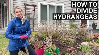 Get Endless Free Plants | How to Divide Endless Summer Hydrangeas
