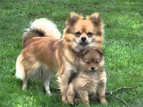 omfatte For tidlig Picasso Pomeranian Australian Shepherd Mix Picture Collection And Ideas - Dogs  Breed - YouTube