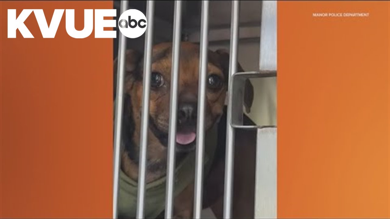 Dog dies after being left outside during extreme heat in Manor - YouTube