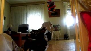 Slow Motion Dog Jump by xokas 5,130 views 11 years ago 1 minute, 29 seconds