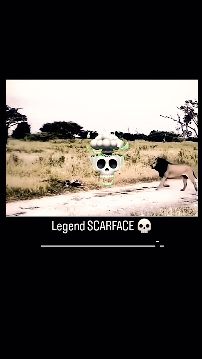 the legend scarface, entering and everyone leaving the scene 🗿🦁☠️#animals #lion #junglezoo #scarface