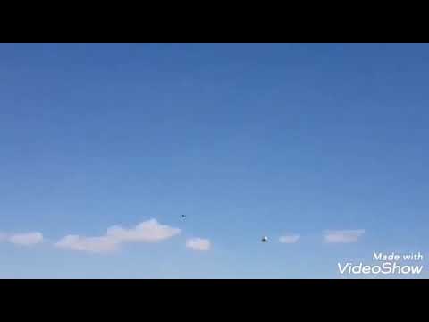 مسبك طير علي صياح خليفة جوري شوف الكعده