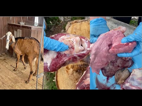 БОЛЬНЫЕ СУСТАВЫ И ИСТОЩЕНИЕ У КОЗЛА | ЧЕМ БОЛЕЛ? АЭК\\CAE КОЗ