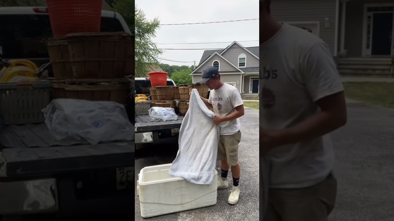 How to Store Crabs Overnight