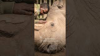 Death of the last male northern white rhino was a sobering moment 🦏 #TheLastRhinosANewHope