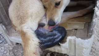 自分の羊膜を食べる犬  