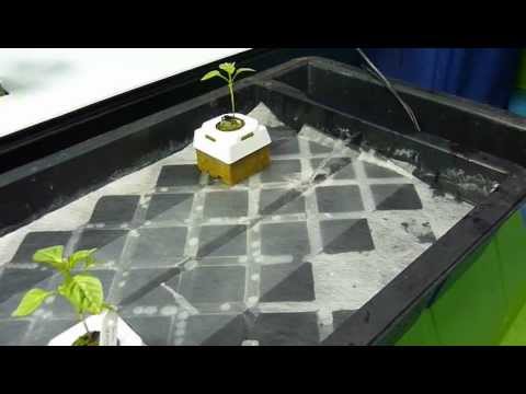 NFT Hydroponics system @ One Stop For Growing