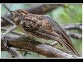 Pheasant Cuckoo (rattling and song)