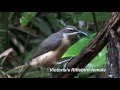 Birding North-East Queensland: 89 Australian Birds