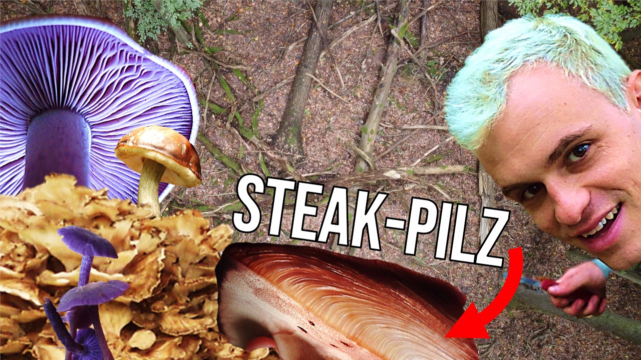 11 Verschiedene essbare Pilze auf 20 m²