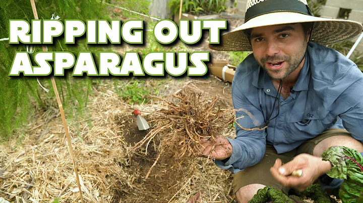 How to Manage Your Asparagus Patch for Maximum Yields - DayDayNews