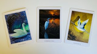'Who is Your FUTURE SPOUSE Exactly? Who Will You Marry' *Pick a Card* (Timeless Tarot)