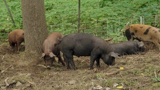 Farmer Resources: Pigs & Agroforestry