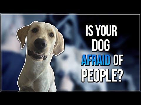 IS YOUR DOG AFRAID OF PEOPLE?
