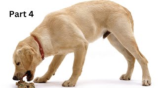 Dogs Being Sick Part 4