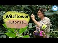 Preserving wildflowers  wildflower basics  tutorial