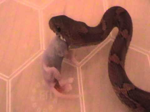 video phone beyonce mp3 Retribution Feed 25th Feb 2012