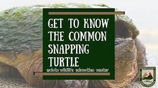 Get to Know the Common Snapping Turtle