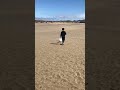 Walking Snowflake on the Beach#dog #dogs#dogshorts